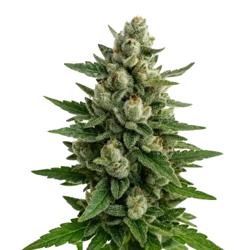 Skywalker OG Auto cannabisplant