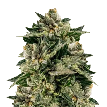 Skywalker OG cannabisplant