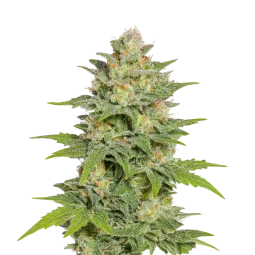 Sleepy Joe OG Auto cannabisplant