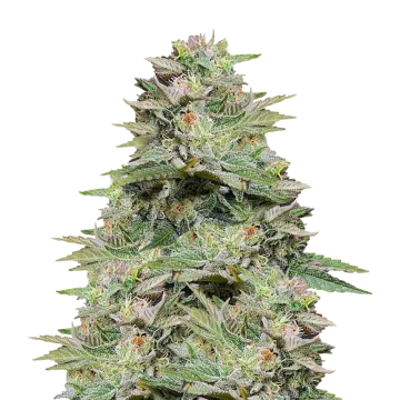 Sleepy Joe OG cannabisplant