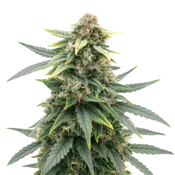 Slurricane cannabisplant