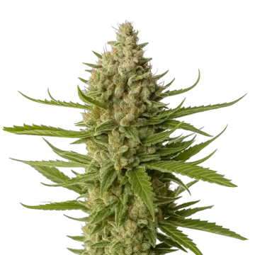 Snoop Dogg OG cannabisplant