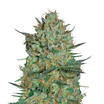 Snow White cannabisplant