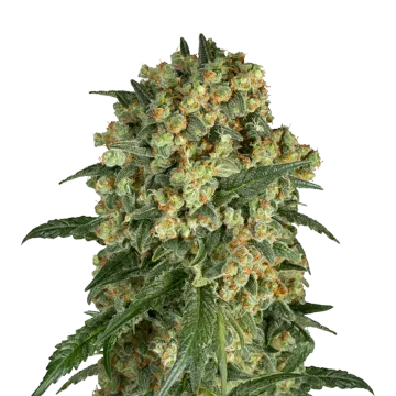 Somango XXL cannabisplant