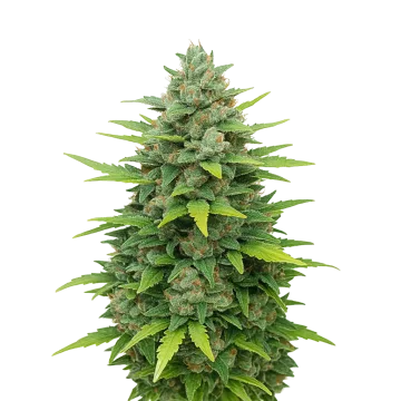 Sour Diesel Auto cannabisplant