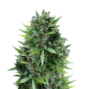 Sour Diesel cannabisplant