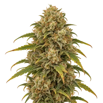 Sour Kush
