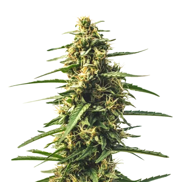 Sour Tsunami CBD cannabisplant