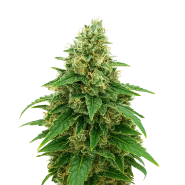Stardawg Auto cannabisplant