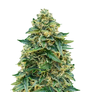 Stardawg cannabisplant