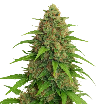 Strawberry Banana Auto cannabisplant