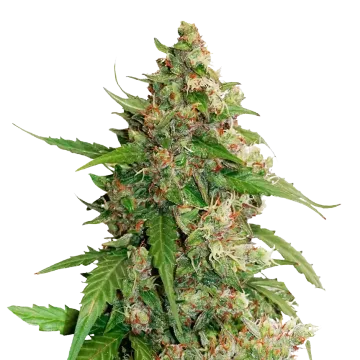 Strawberry Banana cannabisplant