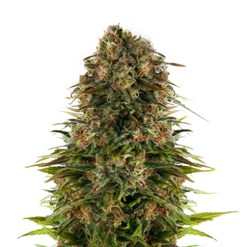 Strawberry CBD cannabisplant