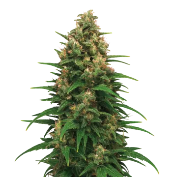 Strawberry Cough Auto cannabisplant