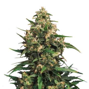 Strawberry Cough cannabisplant