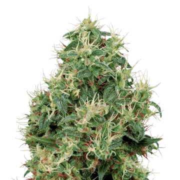 Strawberry Kush cannabisplant