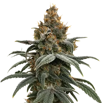 Sundae Driver cannabisplant