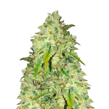 Sunset Sherbet cannabisplant