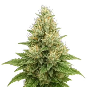 Super Boof Auto cannabisplant