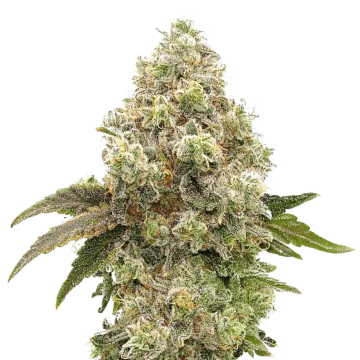 Super Boof cannabisplant