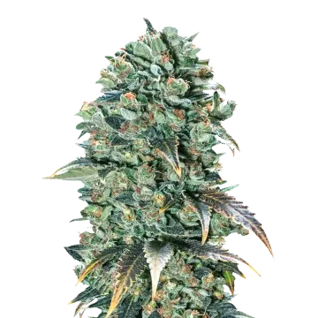 Super Glue cannabisplant