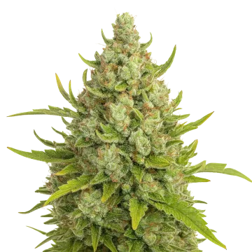 Super Lemon Haze Auto cannabisplant