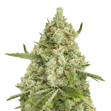 Super Lemon Haze cannabisplant