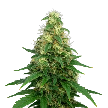 Super Silver Haze Auto cannabisplant
