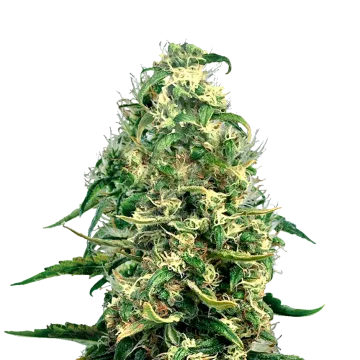 Super Silver Haze cannabisplant
