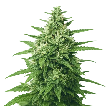 Super Skunk Auto cannabisplant