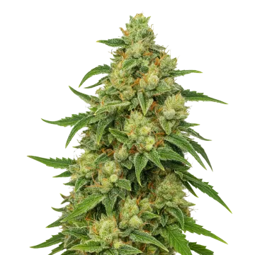 Sweet Tooth Auto cannabisplant