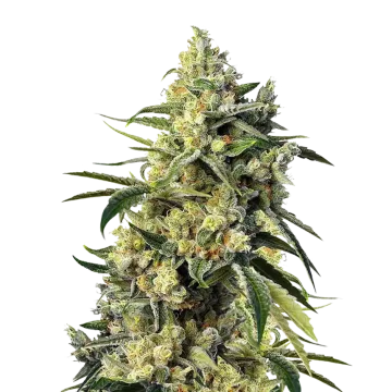 Sweet Tooth cannabisplant