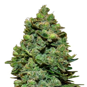 Swiss Cheese cannabisplant