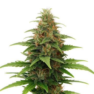Tangerine Dream Auto cannabisplant