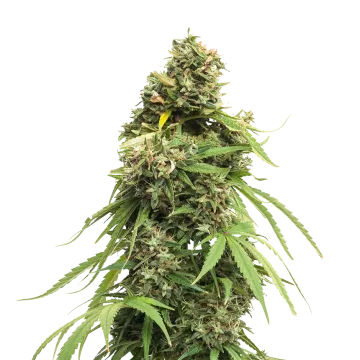 Tangie cannabisplant