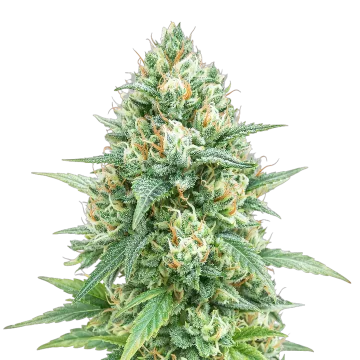 Tetra Express Auto cannabisplant