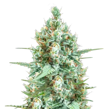 Tetra Express cannabisplant