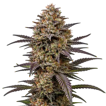 The Toad cannabisplant