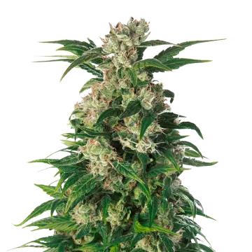 Trainwreck cannabisplant
