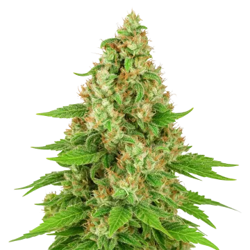 Triangle Kush Auto cannabisplant
