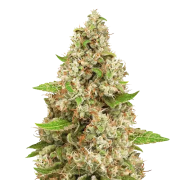 Triangle Kush cannabisplant
