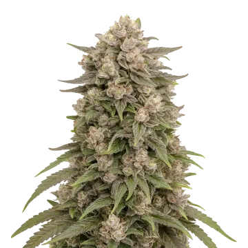Tropicana Cherry cannabisplant