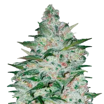 Tropicana Cookies cannabisplant