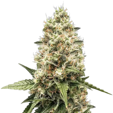 Watermelon Gelato cannabisplant