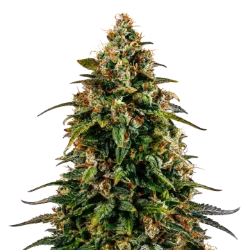 Watermelon Zkittlez cannabisplant