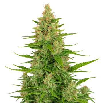Wedding Cake Auto cannabisplant