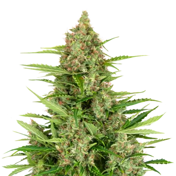 Wedding Cake cannabisplant