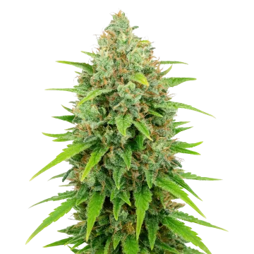 White Rhino Auto cannabisplant