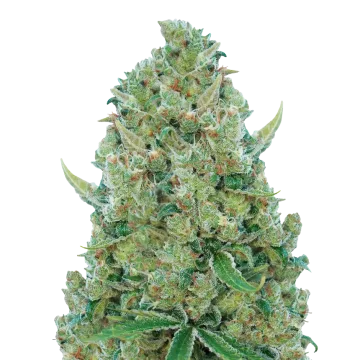 White Rhino cannabisplant
