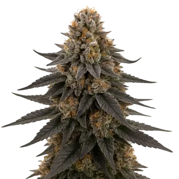 White Runtz cannabisplant